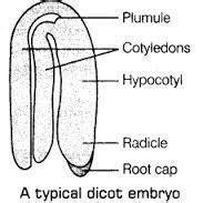 Describe the structure of dicot embryo with the help of labelled ...