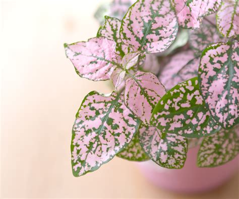 How to propagate polka dot plants: expert tips for cuttings | Homes and ...