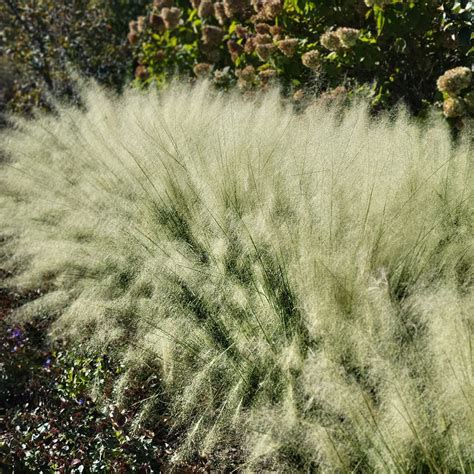 Native Grass Plants