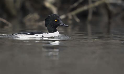 Common Goldeneye x Hooded Merganser (hybrid) - eBird