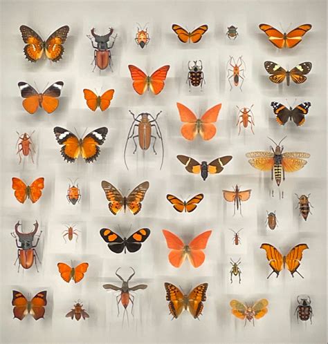 Orange and Black Butterflies Group
