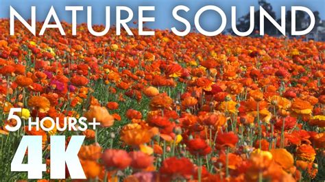 Image result for Sound of Spring