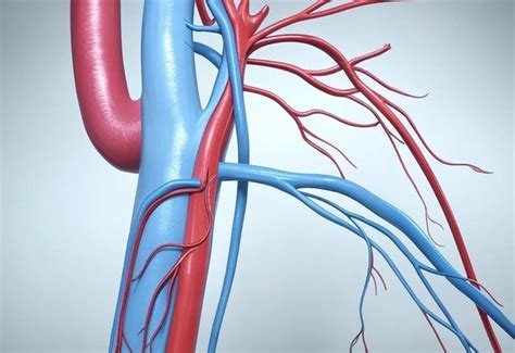 Nuevas guías ESC 2024 para el manejo de enfermedades arteriales ...