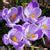 AllThatGrows - Vibrant Pickwick Crocus Flower Bulbs | Free Shipping | 5 ...