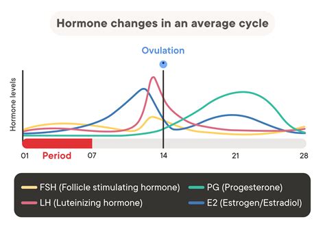 Normal Hormone Level Chart Hormone Chart Stock Illustrations – 607