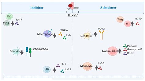 Interleukin-27 and Autoimmune Disorders: A Compressive Review of ...