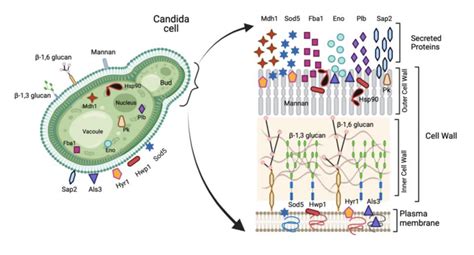 The Role of B-Cells and Antibodies against Candida Vaccine Antigens in ...