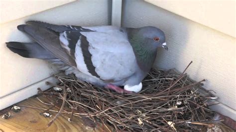 Aww, so cute! | Pigeon Lays on Egg Nest and Yawns [High Definition] | Birds nest image, Pigeon ...