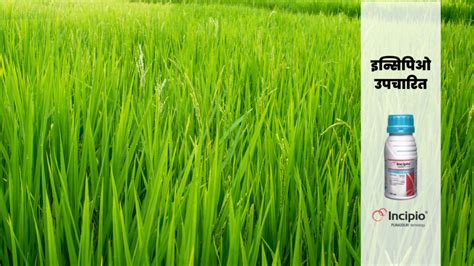 इन्सिपिओ - अब लिखेंगे नया इतिहास! | Syngenta