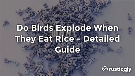 Image result for Birds Exploding From Rice