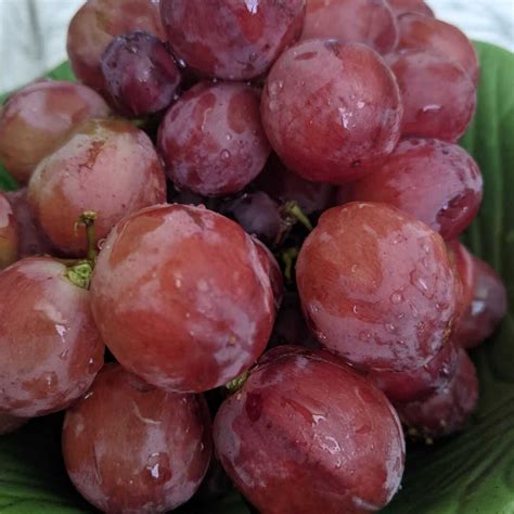 Red Grapes Calories Per Ounce at Douglas Jacobson blog