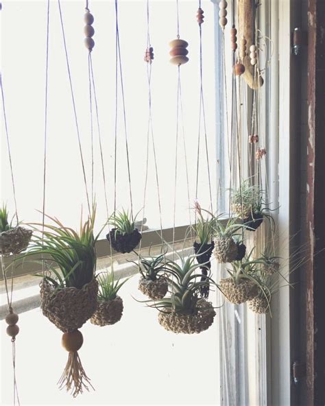 Air Plant Display Ideas 的图像结果