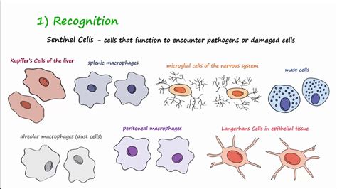 Inflammation Process Steps 的图像结果