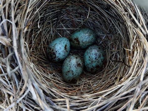 Baby Crow: 6 Pictures and 6 Amazing Facts - A-Z Animals