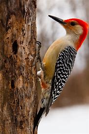 Image result for woodpecker