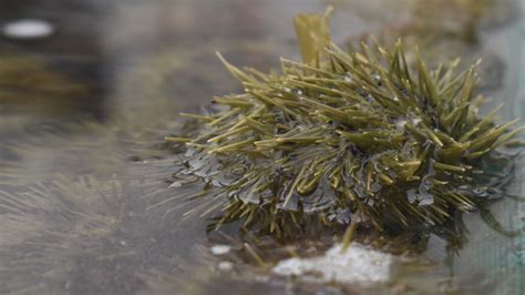 The status of Maine's green sea urchin harvest | newscentermaine.com