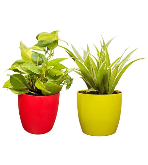 Simple Starter Indoor Plants — Plan A Plant