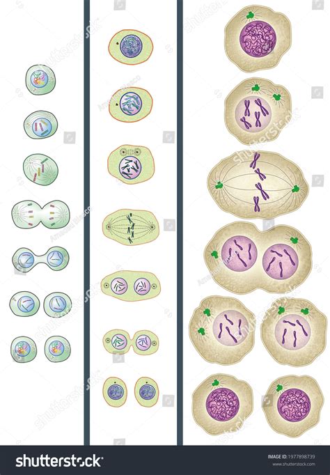 Image result for Cell Reproduction Process