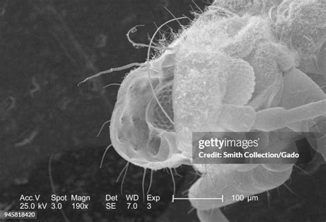 Insect 的图像结果