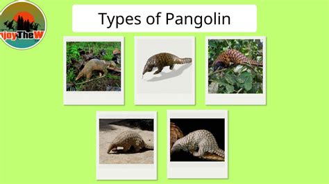 What Do Sharks Eat? 50 Foods They Love the Most