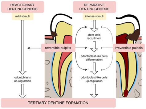 The Role of Cellular Metabolism in Maintaining the Function of the ...