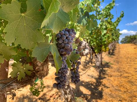 Family-Friendly Wineries in Temecula - Family Friendly Travel Destinations