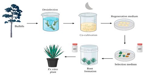 Advances in the Micropropagation and Genetic Transformation of Agave ...