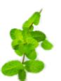Leaf Mantra