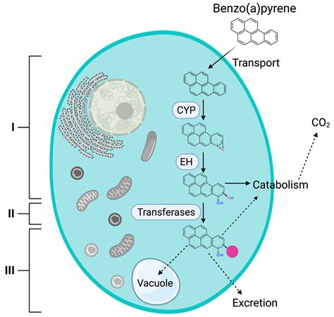 Ascomycota Yeast DhDIT2 Encodes A Debaryomyces Hansenii Cytochrome