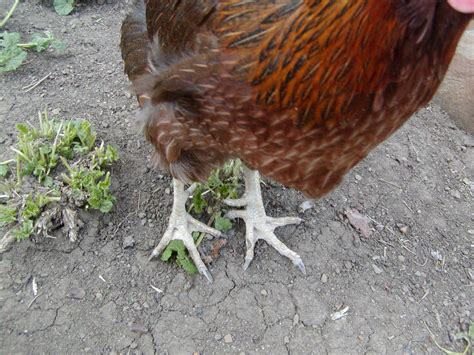 What? What? - Hen growing spurs! | BackYard Chickens - Learn How to ...