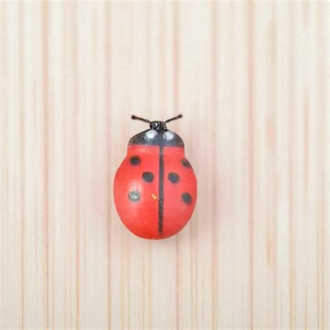 LADY BUGS MINIATURE (M-101) – Plant Orbit