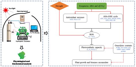 The Beneficial Roles of Elevated [CO2] on Exogenous ABA-Enhanced ...