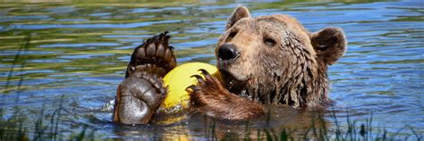 Splish Splash, the Bears Are Taking a Bath - FOUR PAWS International ...