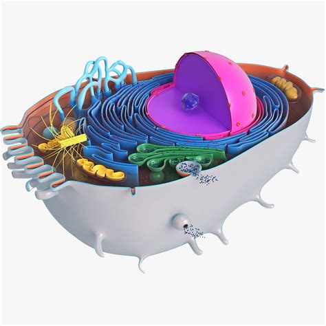 Animal Cell 3D Models download - Free3D