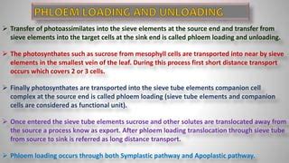Phloem Loading a Level 的图像结果