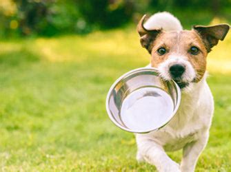 Fresh, Ready-Made Pet Food Delivery | All Natural Ingredients – MamaPet