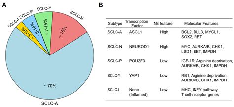 Molecular Subtypes and Targeted Therapeutic Strategies in Small Cell ...