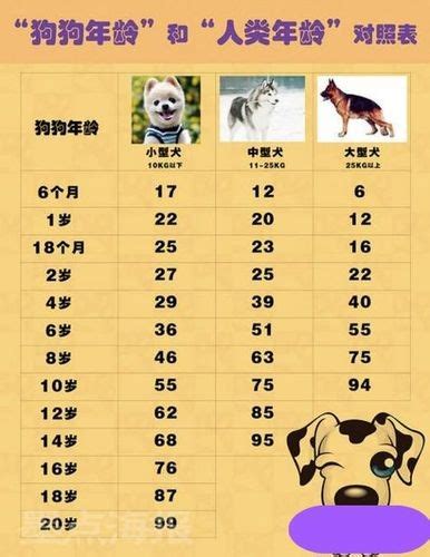 狗的寿命一年相当于人类几岁? 狗的年龄计算方式与人类不同-四得网