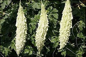 VibeX ® VLR-157 Bitter Gourd White Big Long Seed Price in India - Buy ...