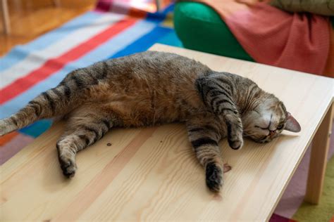 Here's Why Sharks Have Two Penises