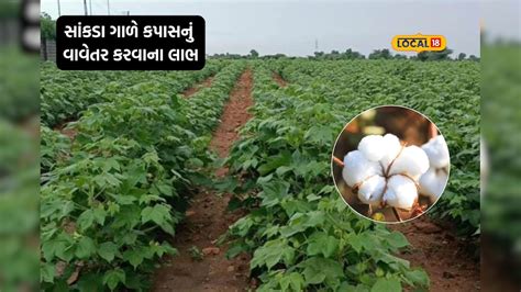 કપાસના વાવેતરમાં આ પદ્ધતિનો કરજો ઉપયોગ, ખર્ચ ઘટશે અને વધશે ઉત્પાદન ...