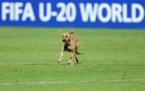 Odd Ones Out: Animals on the Pitch - Photos,Images,Gallery - 5840