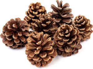 JOYNAGAR Decorative Ornaments- Natural Pine Cones for Christmas & Home ...