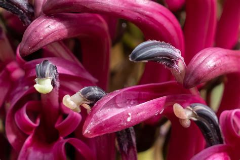 Native Hawaiian Plants: My Plant ID Guide — noahawaii
