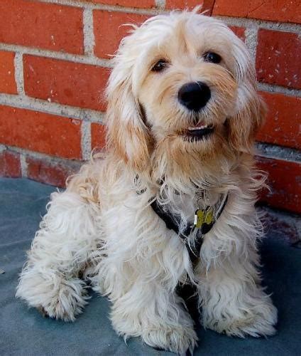 Image result for Cockapoo Terrier Mix