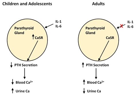 Extracellular Calcium and Inflammation | Encyclopedia MDPI