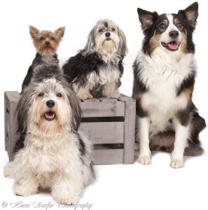 Cute Dogs Puppies Husky German Shepherd Matte Finish Poster Paper Print ...