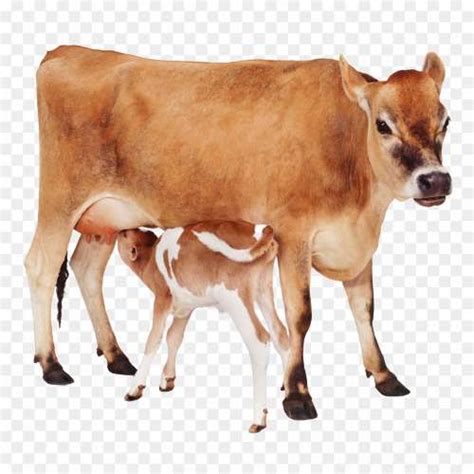 Elephant Background PNG Image - Pngsource