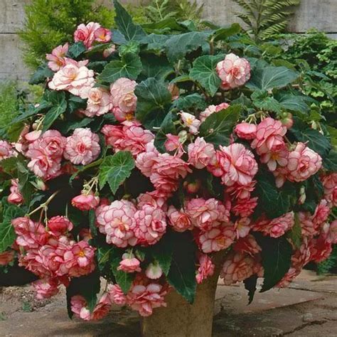 Begonia Tuberous Sun Dancer White Pink Picotee Flower Seeds ...