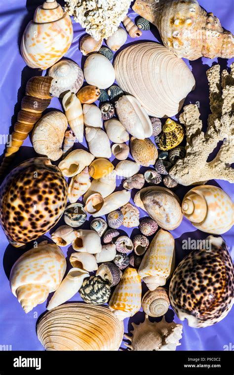 Image result for Ocean Sea Shells